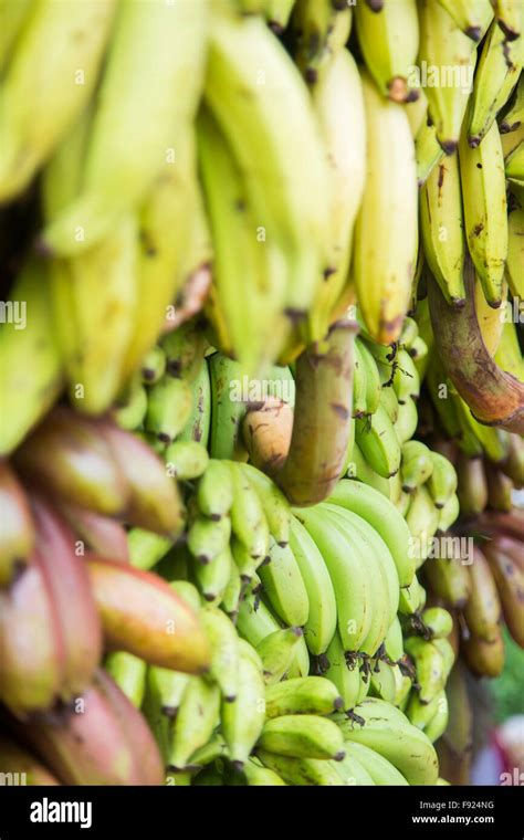 Kerala Bananas Hi Res Stock Photography And Images Alamy