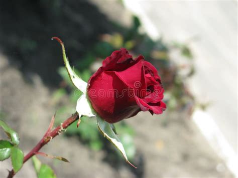 Little Burgundy Rose Stock Image Image Of Little Beautiful 94821525