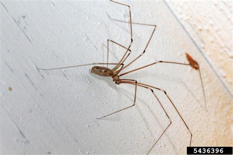 Cellar Spiders Genus Pholcus