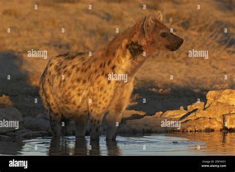Hyenas In Water Hi Res Stock Photography And Images Alamy