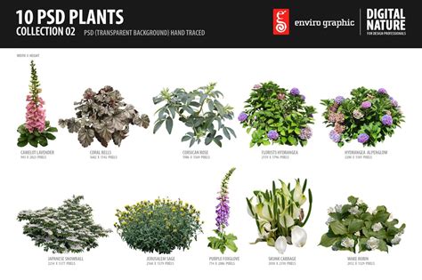 10 Psd Plants Collection 2 Graphic Objects ~ Creative Market