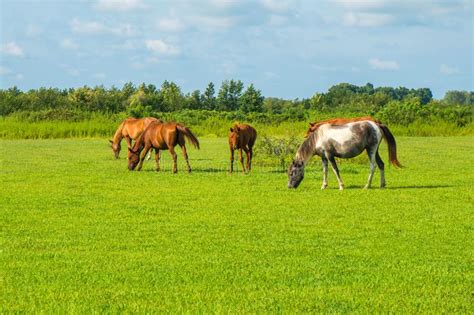 Green Pastures Of Horse Farms Country Spring Landscape Stock Photo