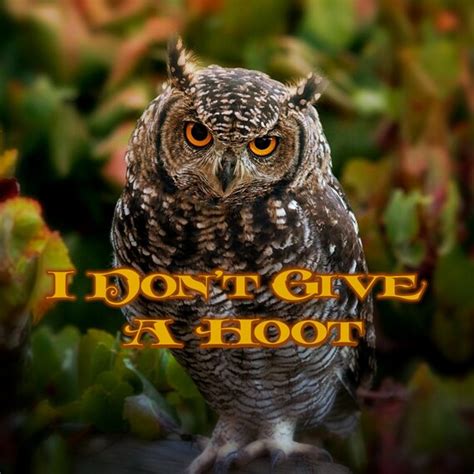 Annoyed Owl Who Doesnt Give A Hoot Digital Download Art Etsy