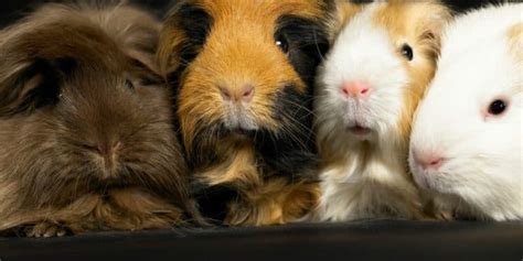 What is a Group of Guinea Pigs Called? | Hutch and Cage