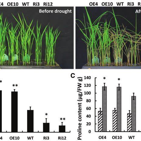 Osdrz Confers Drought Tolerance In Transgenic Rice At The Seedling