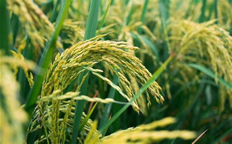 Wallpaper Rice Field Grain 3840x2160 Uhd 4k Picture Image