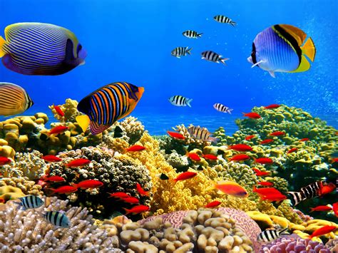 Underwater World Corals Tropical Colorful Fish Hd Desktop Wallpaper