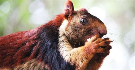 Indian Giant Squirrel Animal Facts Ratufa Indica A Z Animals