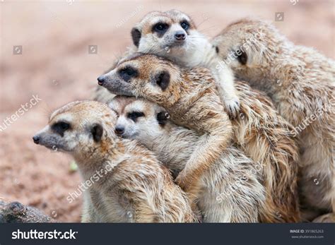 Group Hug Meerkat Standing On Rainy Stock Photo 391865263 Shutterstock