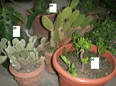 Aunque, a diferencia de lo que muchas personas piensan, sí requieren igual de atención que el resto de las plantas. 10 IDs cactus y crasas - (85-94)