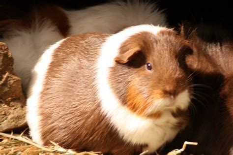 Guinea Pigs Flashcards Quizlet
