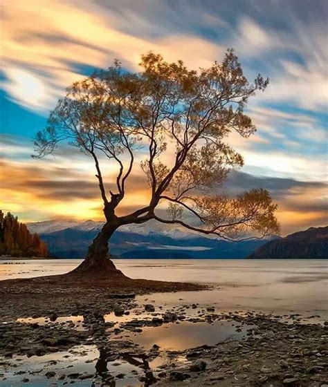 Wanaka New Zealand I Heard This Tree Is The Most Photographed Tree