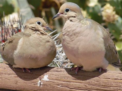 13 Fascinating Mourning Dove Facts Birds And Blooms