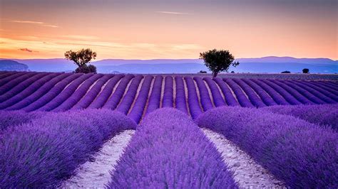 Provence Lavender Field Hd Wallpaper Backiee