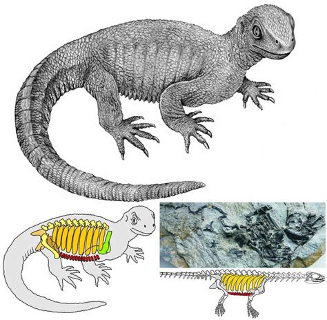 Pappochelys rosinae (schoch and sues 2015, middle triassic), was originally considered a stem turtle, but in the large reptile tree, pappochelys nests with basal placodonts. Species New to Science: Paleontology • 2015 Pappochelys ...