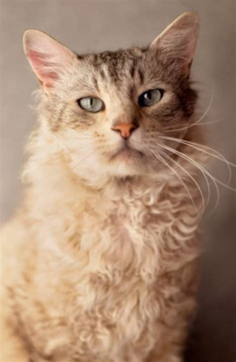 laperm cat cat breeds encyclopedia