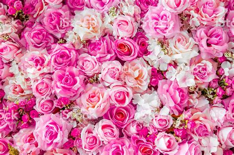 High Resolution Pink Roses Background 1024x682 Download Hd