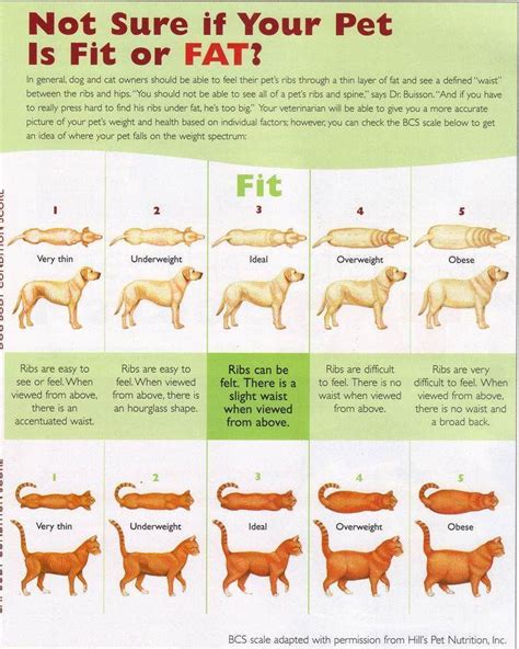 The Overweight Dog Epidemic Pets Puppy Care Overweight Dog