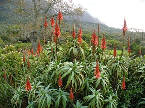 babosa aloe arborensis e a aloe barbadensis miller