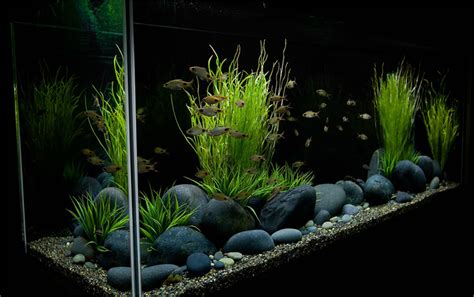 Aquarium Pebbles Buyers Guide Exotic Pebbles And Glass