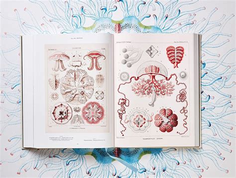 Ernst Haeckels The Art Of Science Some Of The Best Colorful Rendered