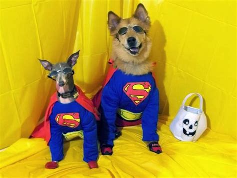 Funny Super Dogs Interesting Facts And Latest Pictures Funny And Cute