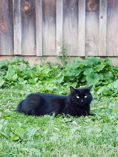 Black Cat Photograph By Bonnie Sue Rauch