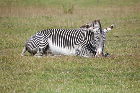 Grevy S Zebra Side Profile Stock Photo Image Of Wildlife 18914174