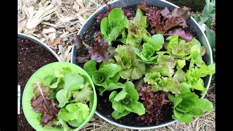 How To Grow Lettuce Swiss Chard And Radishes In Containers Seed Sowing Soil Prep Lettuce