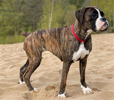 Collection 90 Images Pictures Of Black Boxer Dogs Superb