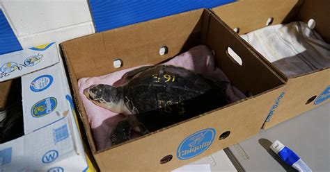 Endangered Sea Turtles Stranded On Cape Cod Released Back Into Wild