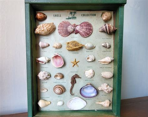 Shell Collection Display Vintage Shell Board Curiosity Drawer Etsy