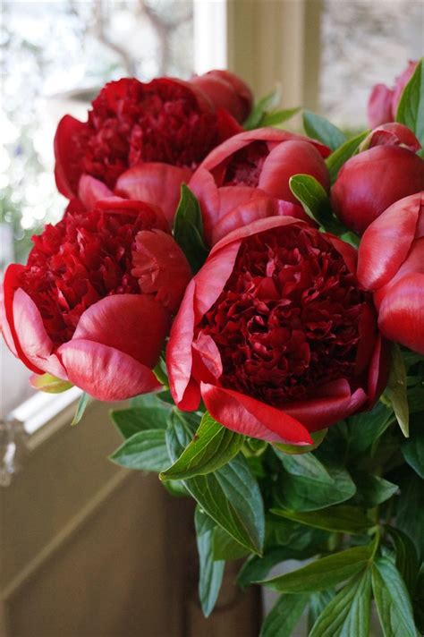 37 Best Red Peonies Images On Pinterest Bridal Bouquets Wedding