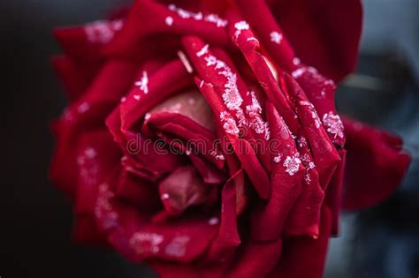 A Single Red Rose Covered With Ice Crystals Close Up Stock Image