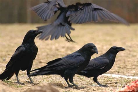 why is a group of ravens called an unkindness