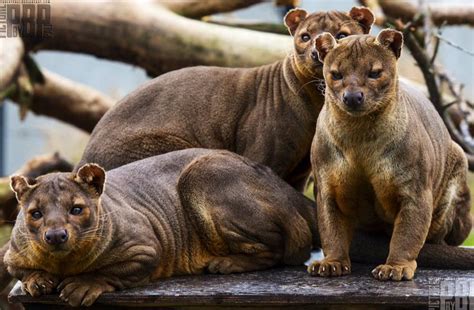 42 Best Images About Fearsome Fossa On Pinterest It Is Growing Up
