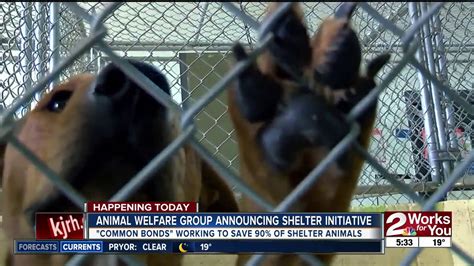 Animal Welfare Group Announcing Shelter Initiative Youtube