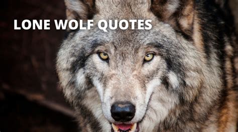 40 Lone Wolf Quotes On Success In Life Overallmotivation