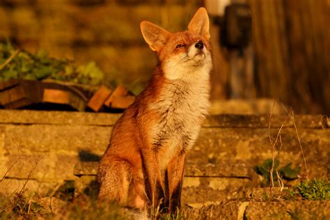 More Sunny Fox Photos Everything Is Permuted Stay Home Save Lives