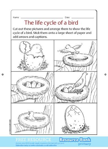 The Life Cycle Of A Bird Free Primary Ks1 Teaching Resource Scholastic