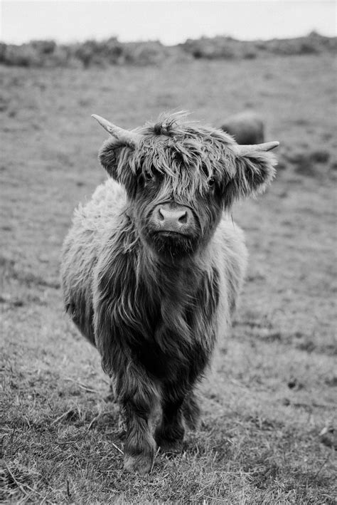 Black And White Highland Cow Print Scottish Coo Shaggy Cow Etsy In