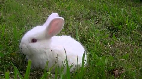 Albino Rabbit White With Red Eyes Hd Youtube