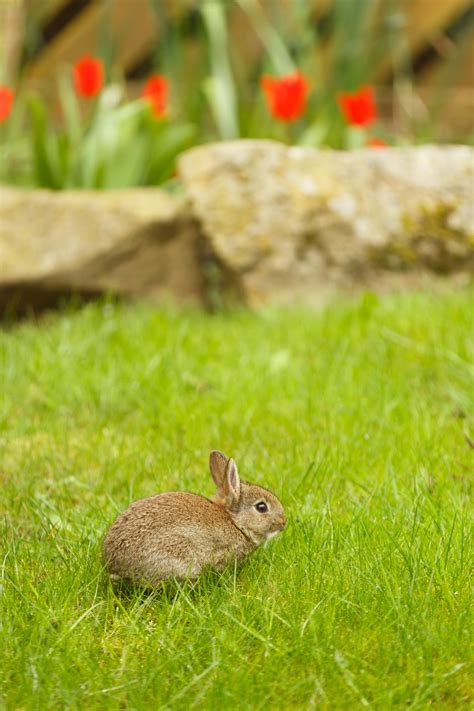 Little Bunny On Grass Free Stock Photo Public Domain Pictures