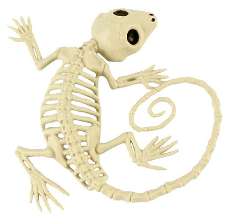 Gecko Skeleton Skeletons Skulls