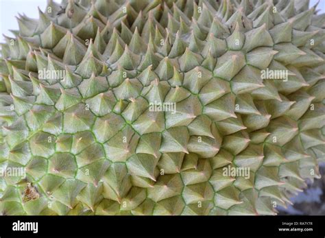 Durian Thorn Texture And Background Stock Photo Alamy