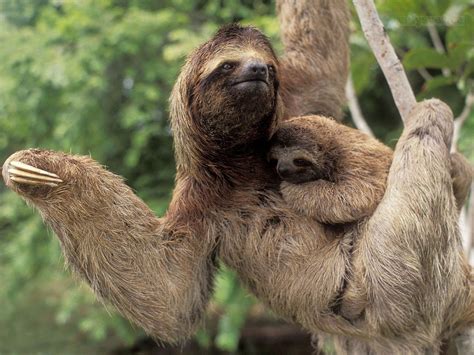 Breeding Sloths