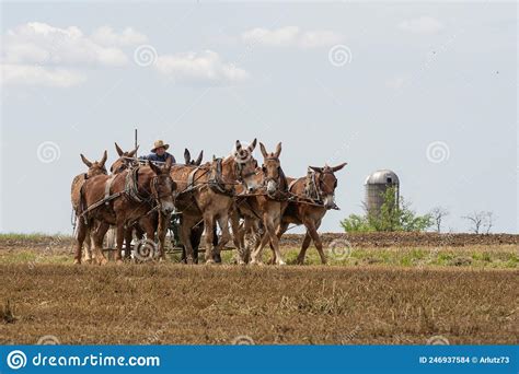 Amish Farmer Plowing Field In Spring Editorial Stock Image Image Of Color Equipment 246937584