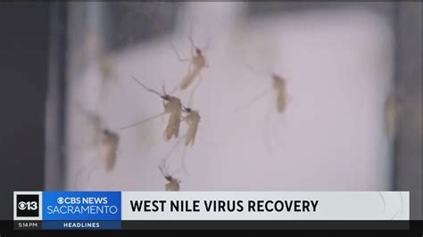 Roseville Woman Hospitalized With West Nile Virus
