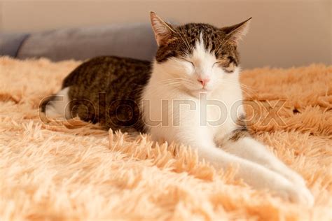 Striped Gray Cat Lies On The Bed And Stock Image Colourbox