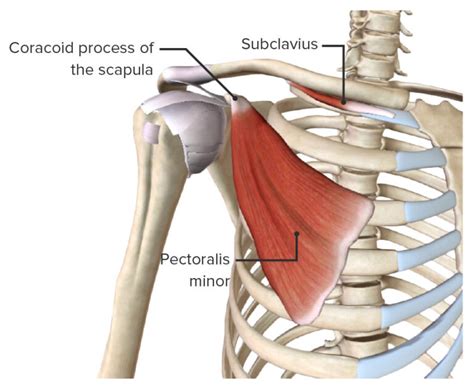 Shoulder Joint Anatomy Concise Medical Knowledge